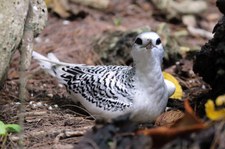 Weißschwanz-Tropikvogel (Phaethon lepturus lepturus) auf Cousin, Seychellen