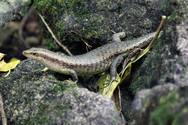 Wrights Skink (Trachylepis wrightii)