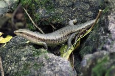 Wrights Skink (Trachylepis wrightii) auf Cousin, Seychellen