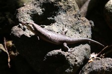 Wrights Skink (Trachylepis wrightii) auf Cousin, Seychellen