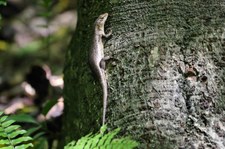 Wrights Skink (Trachylepis wrightii) auf Cousin, Seychellen