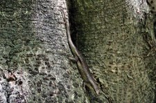 Wrights Skink (Trachylepis wrightii) auf Cousin, Seychellen