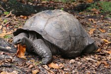 Aldabra-Riesenschildkröte (Aldabrachelys gigantea) auf Curieuse, Seychellen