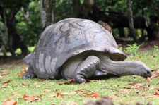 Aldabra-Riesenschildkröte (Aldabrachelys gigantea) auf Curieuse, Seychellen
