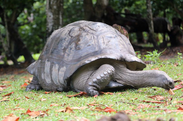 Aldabrachelys gigantea