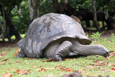 Aldabra-Riesenschildkröte (Aldabrachelys gigantea)