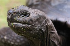 Aldabra-Riesenschildkröte (Aldabrachelys gigantea) auf Curieuse, Seychellen