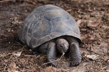 Aldabra-Riesenschildkröte (Aldabrachelys gigantea) auf Curieuse, Seychellen