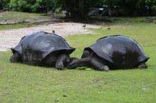 Aldabra-Riesenschildkröte (Aldabrachelys gigantea) auf Curieuse, Seychellen