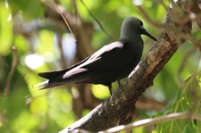 Schlankschnabelnoddi (Anous tenuirostris tenuirostris) auf Cousin, Seychellen