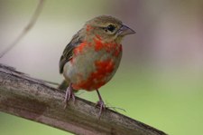 Madagaskarweber (Foudia madagascariensis) auf der Insel Curieuse, Seychellen