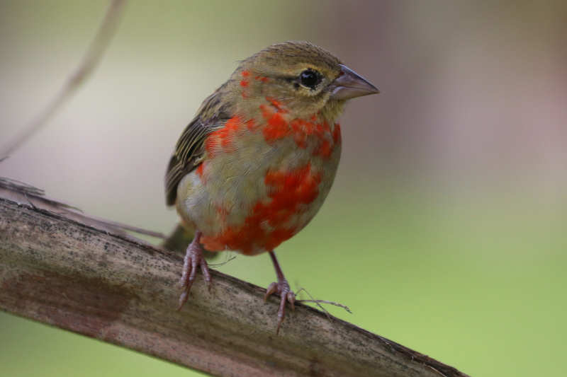 Madagaskarweber (Foudia madagascariensis)