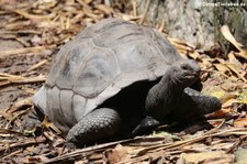 Aldabra-Riesenschildkröte (Aldabrachelys gigantea) auf Praslin, Seychellen