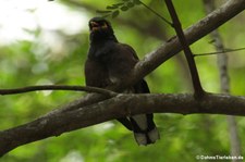 Hirtenmaina (Acridotheres tristis tristis) auf Mahé, Seychellen