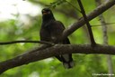 Acridotheres tristis