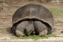 Aldabrachelys gigantea