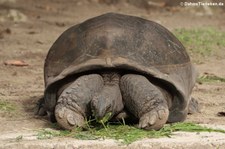 Aldabra-Riesenschildkröte (Aldabrachelys gigantea) auf Mahé, Seychellen