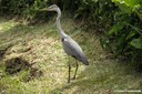 Ardea cinerea cinerea