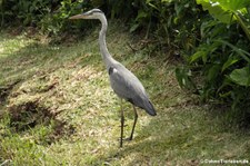 Graureiher (Ardea cinerea cinerea) auf Praslin, Seychellen