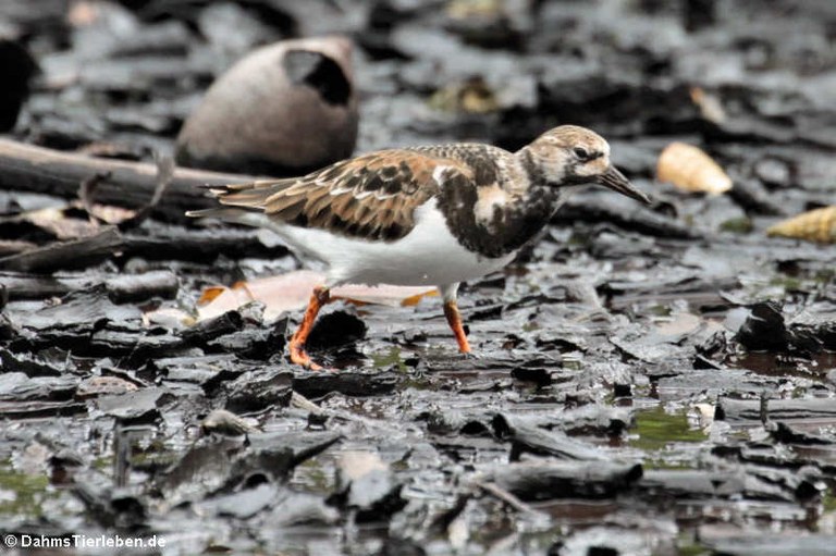 Arenaria interpres interpres