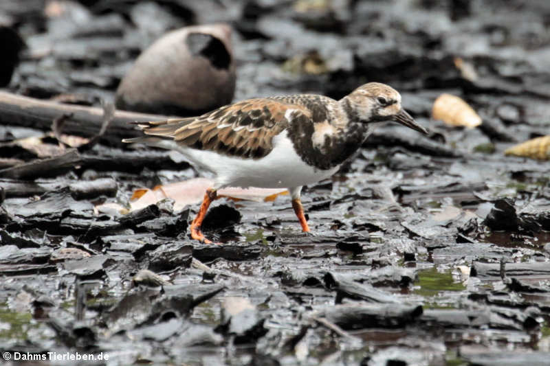 Arenaria interpres interpres-3