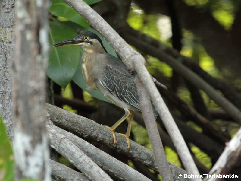 Butorides atricapilla degens-4