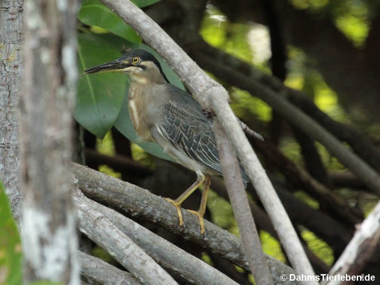 Butorides atricapilla degens