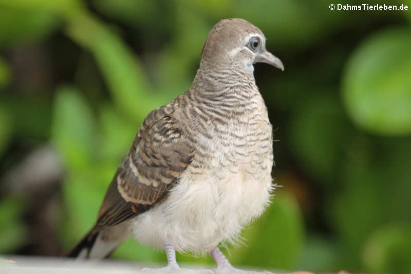 Sperbertäubchen Geopelia striata-3