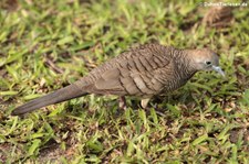 Sperbertäubchen (Geopelia striata) auf Mahé, Seychellen