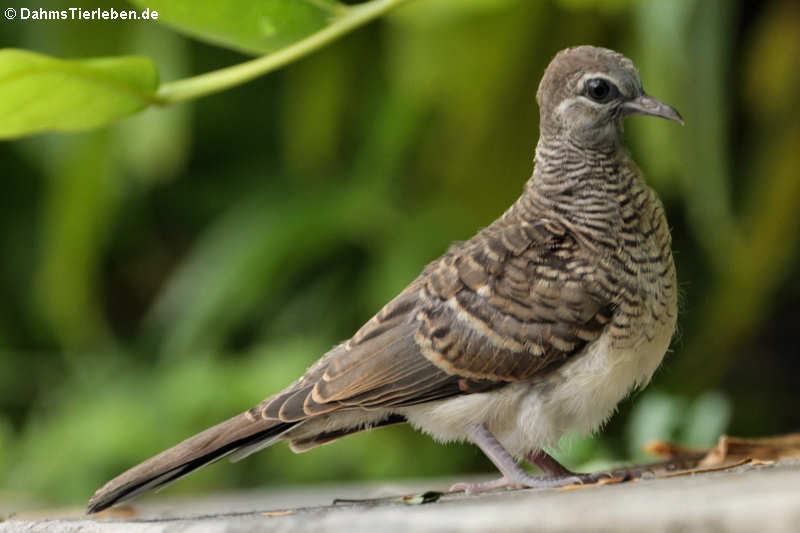 Sperbertäubchen (Geopelia striata)