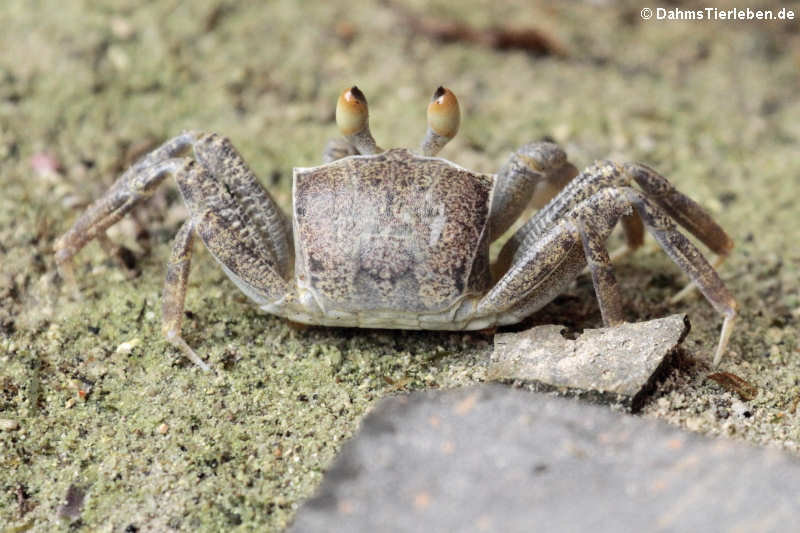 unbekannte Krabbe auf Mahé