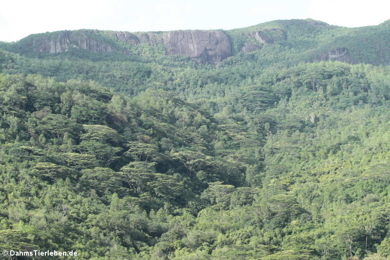 Granitfelsen im Morne Seychellois Nationalpark