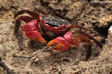 Mangroven Spinnenkrabbe (Neosarmatium meinerti) auf Mahé, Seychellen