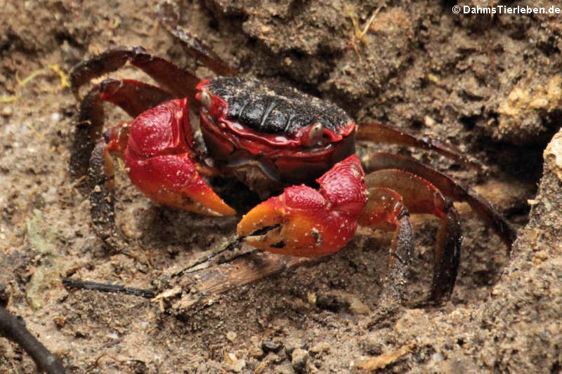 Mangroven Spinnenkrabbe (Neosarmatium meinerti)