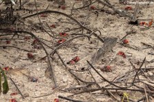 Mangroven Spinnenkrabbe (Neosarmatium meinerti) auf Mahé, Seychellen