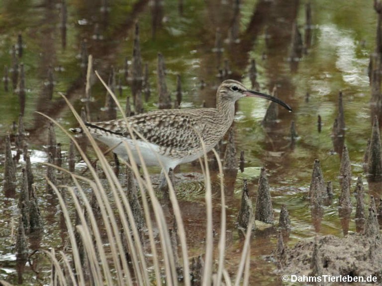 Numenius phaeopus