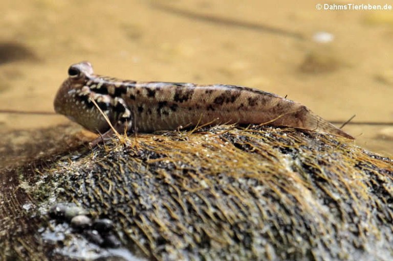 Periophthalmus argentilineatus