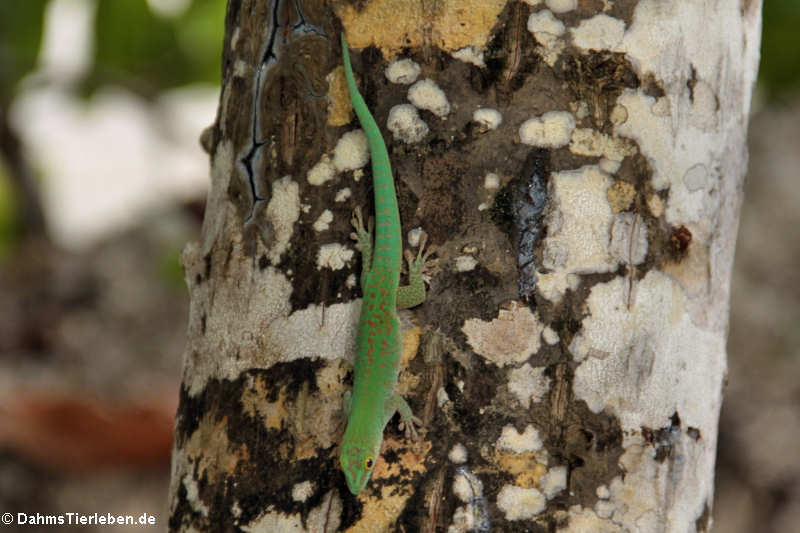 Kleiner Seychellen-Taggecko (Phelsuma astriata astriata)