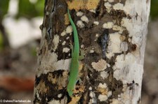 Kleiner Seychellen-Taggecko (Phelsuma astriata astriata) auf Mahé, Seychellen