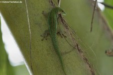 Kleiner Seychellen-Taggecko (Phelsuma astriata astriata) auf Mahé, Seychellen