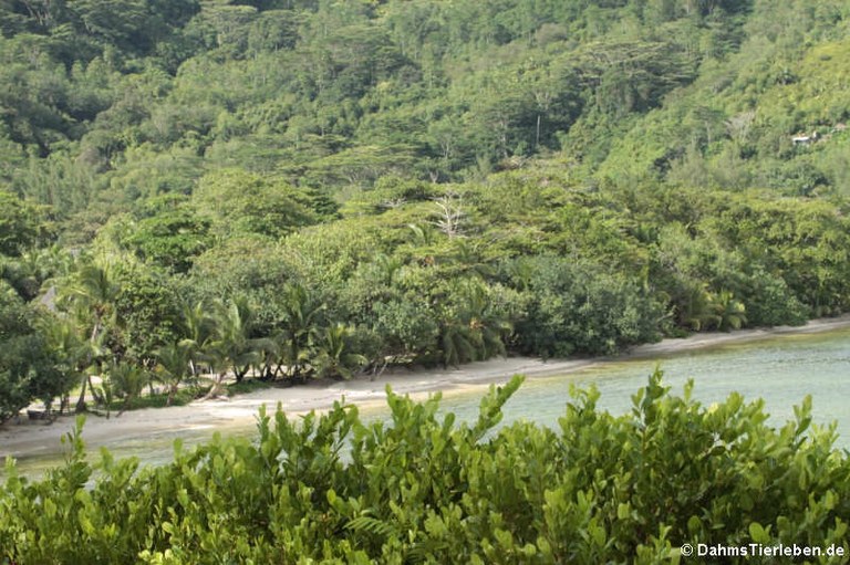 Strand auf Mahé