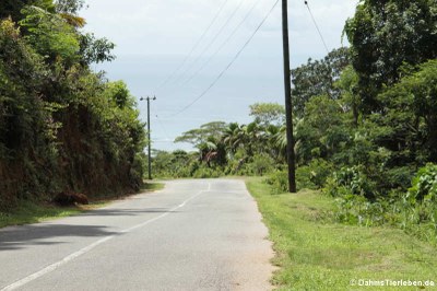 Typische Landstrasse auf Mahé
