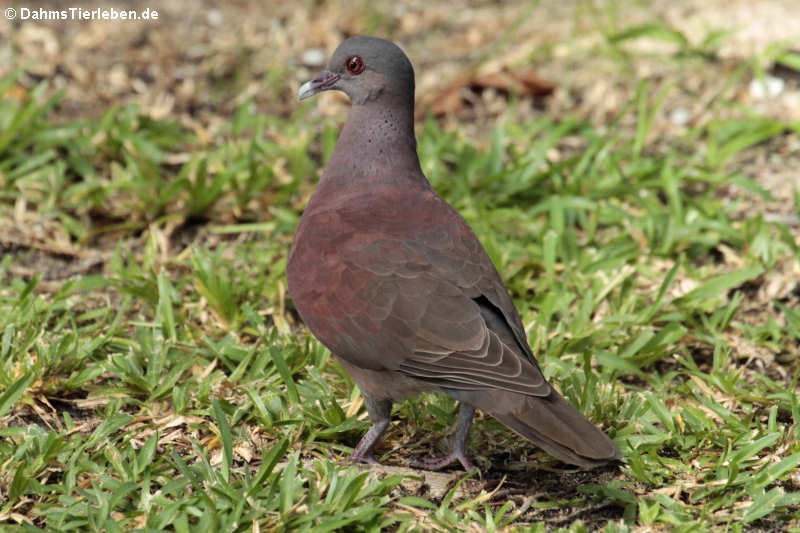 Madagaskarturteltaube (Streptopelia picturata rostrata)