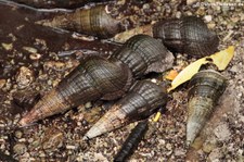 Mangrovenschnecke (Terebralia palustris) auf Mahé, Seychellen