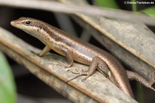 Seychellen Skink (Trachylepis seychellensis) auf Mahé, Seychellen