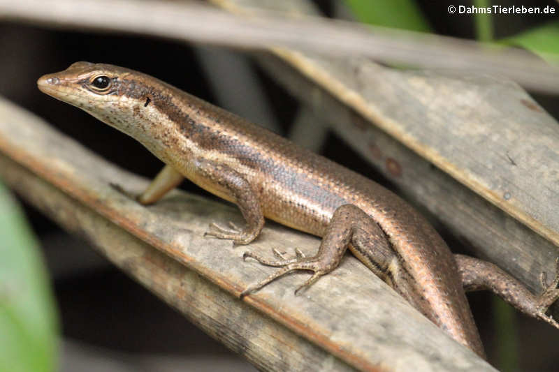 Seychellen Skink (Trachylepis sechellensis)