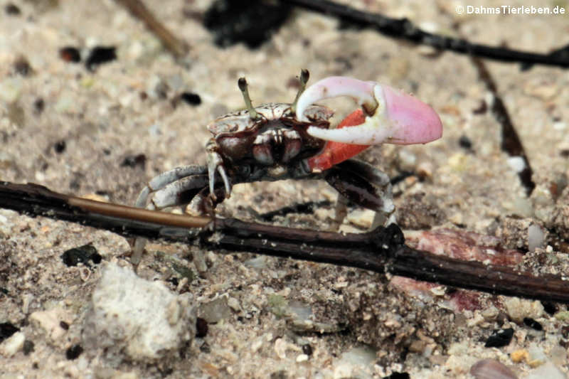 männliche Winterkrabbe (Uca annulipes)