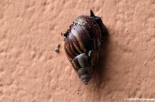 Große Achatschnecke (Achatina fulica) auf Praslin, Seychellen