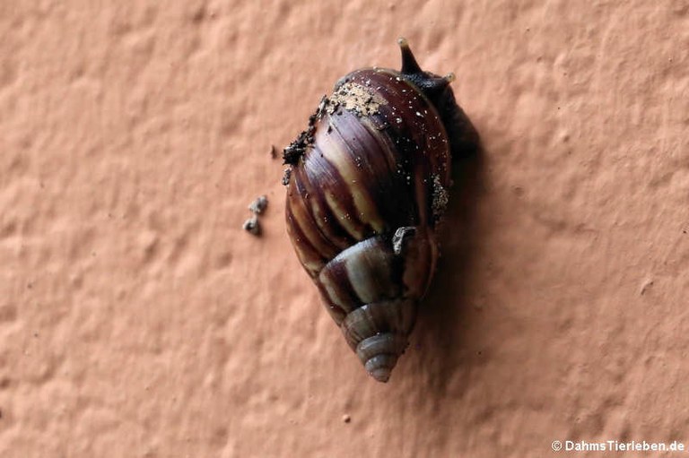 Lissachatina fulica