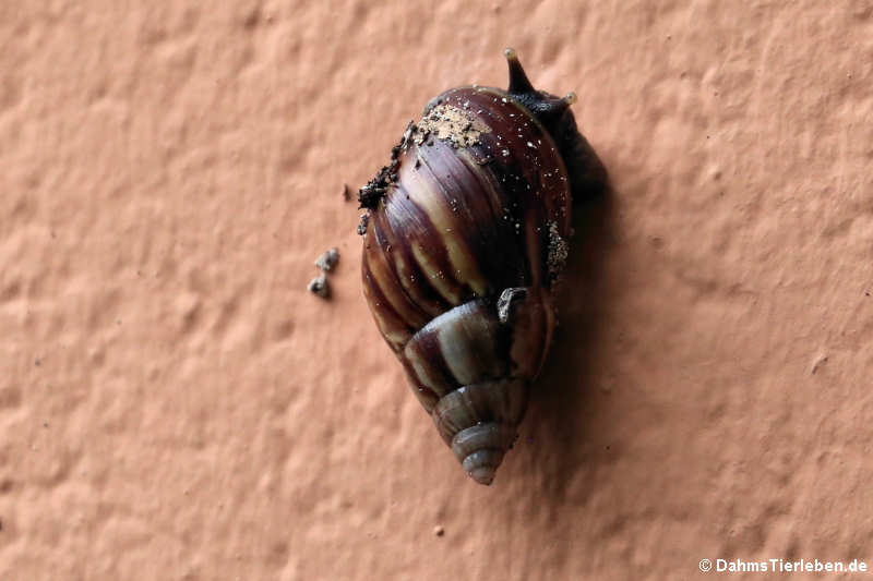 Achatina fulica